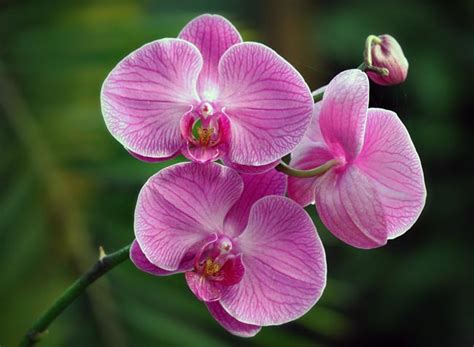 Самые красивые орхидеи фаленопсис фото с названиями