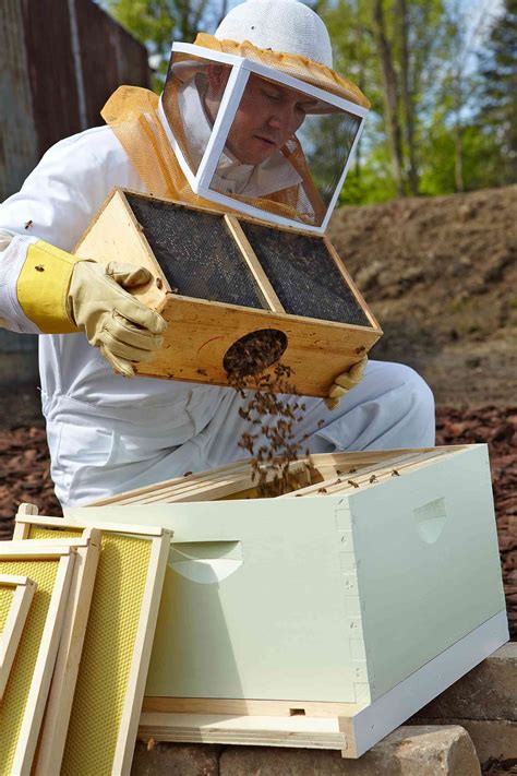 How To Start A Beehive In Your Backyard Better Homes And Gardens
