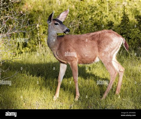 Black Buck Deer High Resolution Stock Photography And Images Alamy