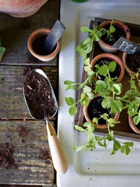 How To Grow An Edible Garden Williams Sonoma Taste Edible Garden