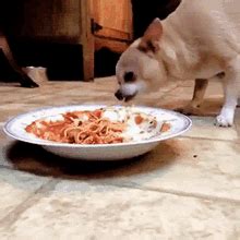 Is it true dogs can eat spaghetti squash? Dog Eating Spaghetti Gifs Tenor