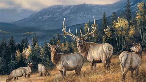 10 Top Rocky Mountain Elk Wallpaper Full Hd 1920×1080 For Pc Background