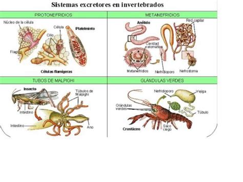 Sistema Excretores En Invertebrados Sistema Excretor Animales Anelidos