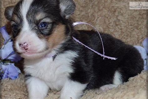 Pembroke welsh corgi's have taken over the internet with cute faces and fluffy butts. CEPHRA*~*FLUFFY~*~WIND DIAL FARM CORGIS | Welsh Corgi ...