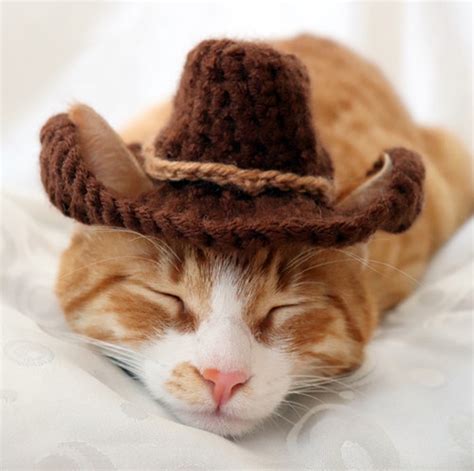 Cowboy Hat For Cats Pawsomecrochet