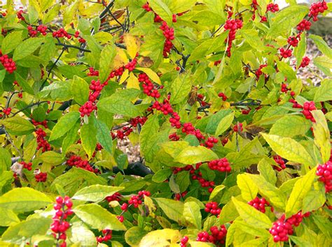 Bush With Red Berries Free Stock Photo Public Domain Pictures
