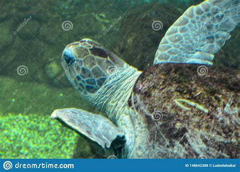 Sea Turtle Swimming In An Open Fish Aquarium Visitation An Old Turtle