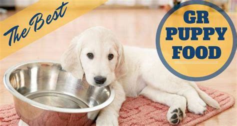 Golden retriever puppy diet requirements. The Best Puppy Food For Golden Retrievers
