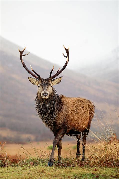 Scottish Red Deer Stag Glencoe Photograph By Grant