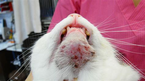 Feline Acne And Stud Tail Perth Cat Hospital Perth Cat Vets