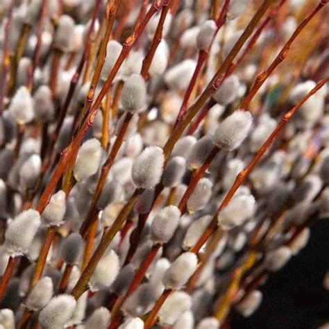 one flowering pussy willow tree shrub live plant unique etsy