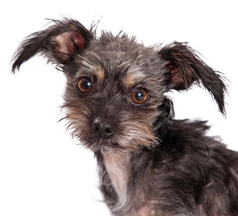 Wire haired terriers have plenty of hair on their faces. Chihuahua Terrier Mix - What To Expect From This Unusual ...