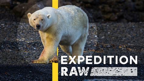 Polar Bear Charges Nat Geo Photographers Expedition Raw Youtube
