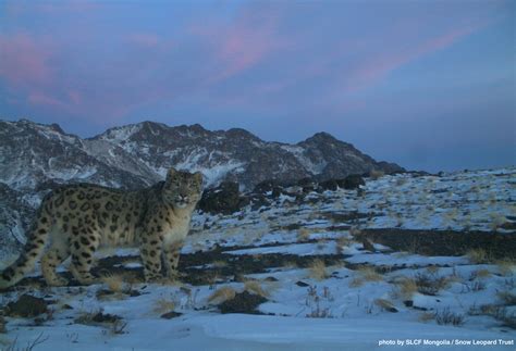 Through Golden Eyes Amazing Wild Snow Leopard Photos