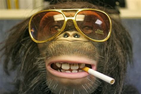 Funny Monkeys With Glasses Hd Desktop Wallpapers For Widescreen High