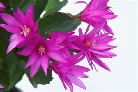 14 Popular Easter Flowers And What They Symbolize