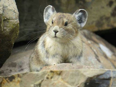 Pika Fluithaas American Pika Mammals Cute Animals