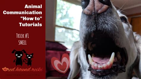 Animal Communication How To Tutorial 1 Smell Youtube