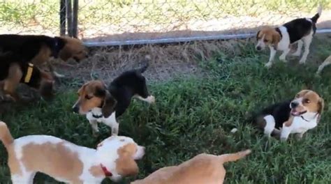 Dozens Of Beagles Rescued From North Carolina Home Ksnt 27 News