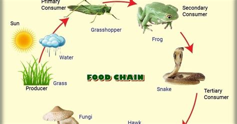 Food chain is a single linear pathway through which food energy and nutrients travels in the ecosystem while food web is a number of interconnected food chains through which energy and nutrients travel in the ecosystem. BhupiBioClasses: Food Chain