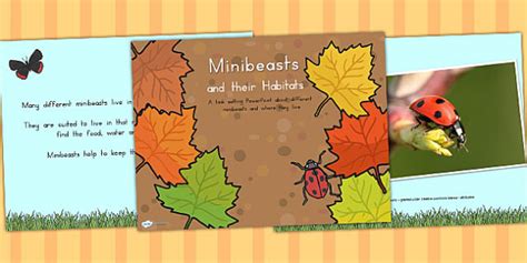 Minibeasts And Their Micro Habitat Powerpoint Discussion Prompt