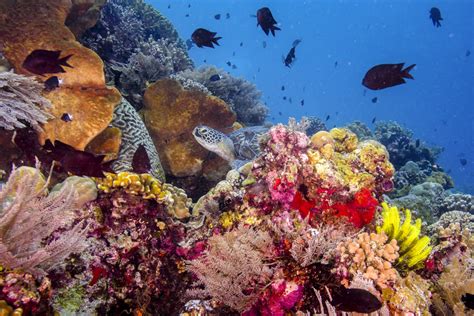 Coral Reefs Natures Underwater Cities Coral Reefs Aquarium Of The