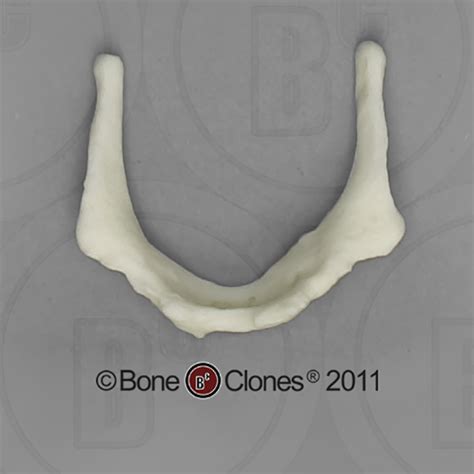 Human Male Asian Hyoid Bone Clones Inc Osteological Reproductions