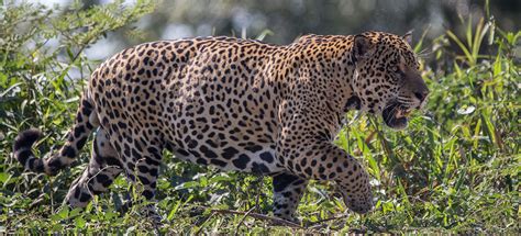 Big Wild Male South American Jaguars Only Pictorial Wildanimalwarfare