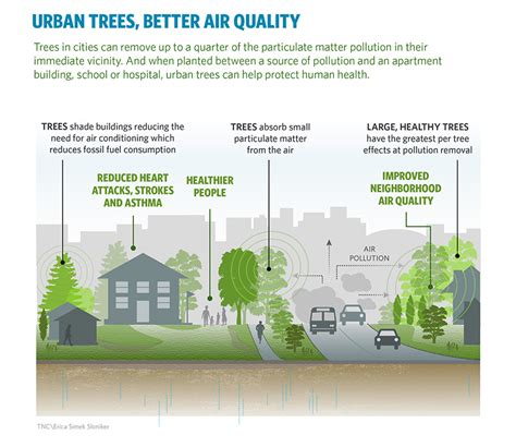 Urban Trees Reduce Air Pollution And Temperature Says Report