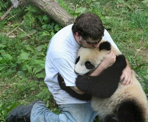 Hug A Panda Panda Hug Panda Bear Panda