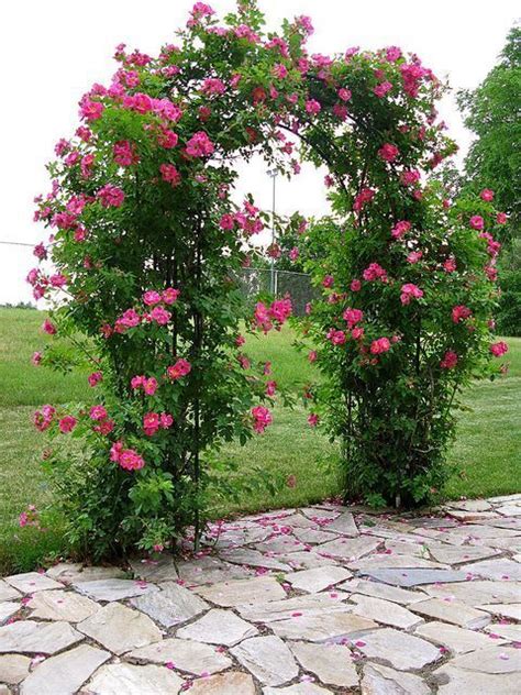 Beautiful Rose Arbor Vine Backyard Garden Garden Arch Garden