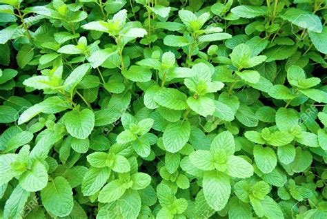 C Mo Diferenciar La Menta De La Hierbabuena Plantas Y Jardines