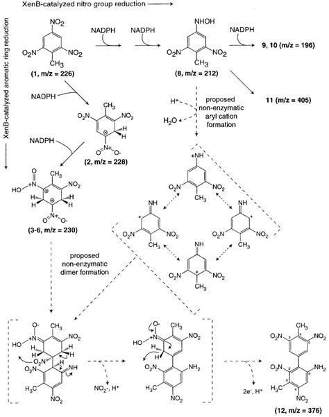 XenB Catalyzed Transformation Of TNT And Proposed Subsequent