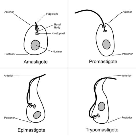 Trypanosoma Cruzi Wikipedia La Enciclopedia Libre Ciclos De Vida