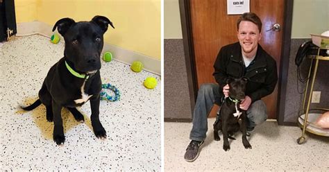 Their eyes may start to jitter as they become very dizzy. Dog Wakes Up After Euthanasia For A Second Chance At Life ...