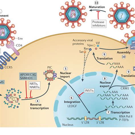 Schematic Overview Of The Hiv 1 Replication Cycle Those Host Proteins Download Scientific