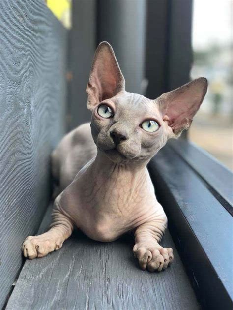 Meet Sphynx Cats The Most Adorable Hairless Felines In 2021 Cute