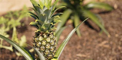 How To Pick A Perfectly Ripe Pineapple Every Time Plus Tips On How To