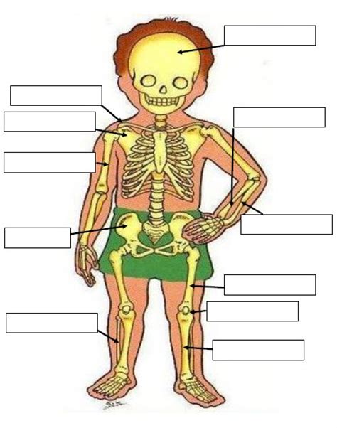 Ficha Del Sistema óseo Material Educativo