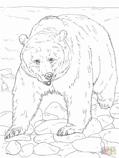 Bear Coloring Pages For Adults At Free Printable
