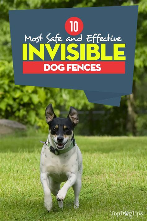 10 Best Invisible Dog Fence For Dogs Safe Containment In 2019