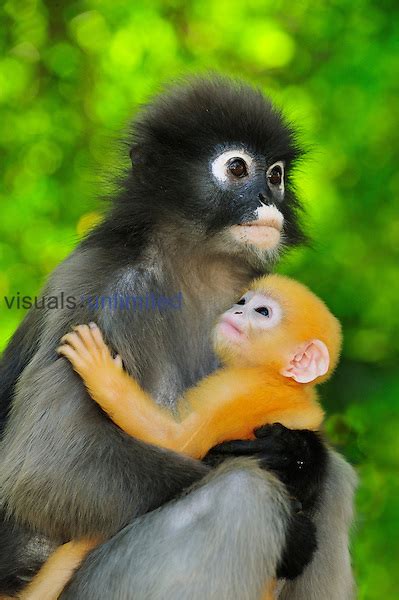 I love monkeys, apes and ants the most, i think. Dusky Leaf Monkey mother holding baby (Trachypithecus ...