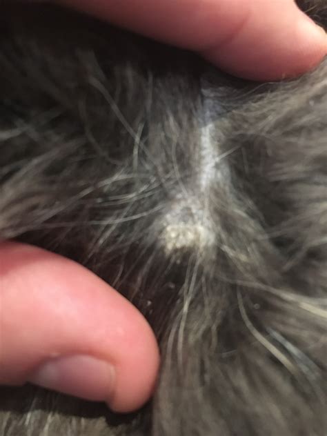 Black Crusty Scabs On Dogs Skin