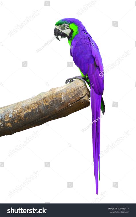 Beautiful Bird Purple Macaw Isolate On Stock Photo 179933417 Shutterstock