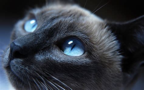 Wallpaper Black Animals Monochrome Blue Eyes Nose Whiskers