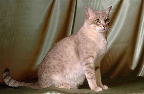 High to low nearest first. Australian Mist | Information & Cat Breed Facts | Pets Feed