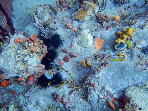 Diadema Long Spined Sea Urchin ⋆ St Eustatius National Parks