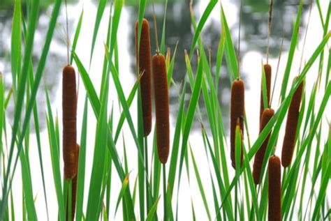 6 Survival Uses For Cattails — Info You Should Know