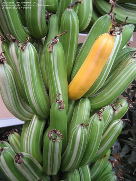 PlantFiles Pictures: Ae-Ae, Banana, Pisang, Plantain (Musa paradisiaca ...