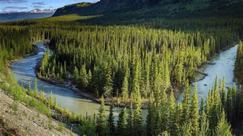 World Boreal Forests Largest Biome Taiga